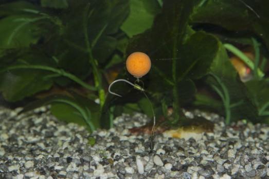 monturi - 143752334990.jpg